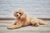 Cachorro da raça Poodle deitado no chão