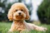 Cachorro Poodle de pelo marrom deitado na grama