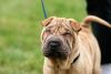 Cachorro Shar Pei andando com coleira em ambiente externo