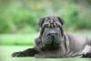Cachorro Shar Pei preto deitado no chão