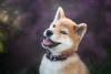 Cachorro Shiba Inu em close up