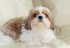 Shih Tzu branco e marrom deitado no sofá
