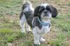 Shih Tzu branco e preto com pelo tosado em ambiente externo