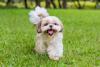 Cachorro da raça Shih Tzu de pelo claro em ambiente externo