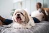 Shih Tzu com pelagem clara deitado na cama com o dono