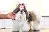 Shih Tzu fêmea de pelo branco e preto com presilhas no alto da cabeça