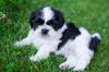 Cachorro Shih Tzu filhote branco e preto deitado na grama