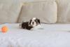 Filhote de Shih Tzu deitado em um sofá