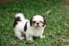 Shih Tzu filhote na grama