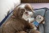 Shih Tzu branco e marrom deitado em caminha com brinquedo