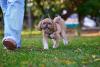 Shih Tzu tosado passeando no gramado com tutora