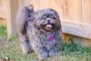Shih Tzu preto em ambiente externo com grama