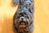 Shih tzu preto em ambiente interno
