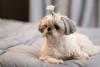 Shih Tzu de pelagem clara tosado e deitado em sofá