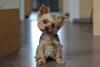 Cachorro da raça Yorkshire sentado no chão em ambiente interno