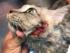 Gato com ferida profunda na face causada por esporotricose