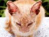 Gato laranja com feridas nas orelhas causadas por esporotricose