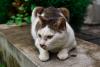 Gato em ambiente externo com pequena ferida no focinho