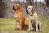 Dois cachorros da raça Fila Brasileiro em ambiente externo