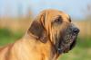 Cachorro Fila Brasileiro em close