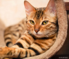 Gato malhado marrom e laranja