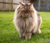 Gato malhado marrom