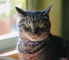 Gato malhado cinza e castanho