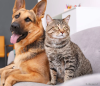 Gato malhado com cachorro