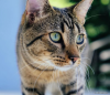 Gato malhado e olhos verdes