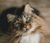 Gato malhado olhando para cima