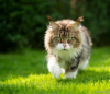 Gato malhado caminhando