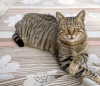 Gato malhado deitado