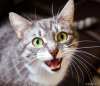 Gato malhado miando