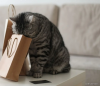 Gato malhado cheirando sacola