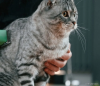 Gato malhado recebendo carinho