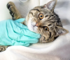 Gato malhado no veterinário