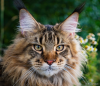 Gato malhado sério