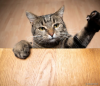 Gato malhado com a pata esticada