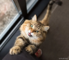 Gato malhado arranhando o sofá