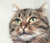 Gato malhado