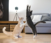 Gato malhado brincando com outro gato malhado