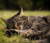 Gato malhado ao ar livre