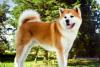 Akita com língua de fora em pé no parque