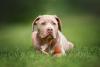 American Bully deitado na grama