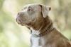 American Bully olhando para o horizonte