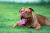 American Bully com a língua de fora deitado na grama