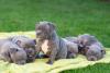 Filhotes de American Bully juntos
