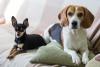 Beagle do lado de um Pinscher