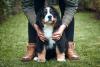Bernese filhote com uma pessoa segurando ele por trás