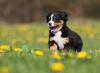 Bernese filhote correndo feliz em um gramado com flores amarelas